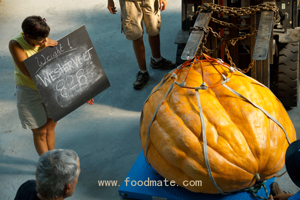 world biggest pumpkin