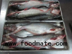 Pangasius Whole Round