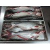 Pangasius Whole Round