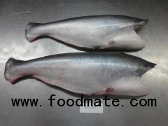 Pangasius HGT