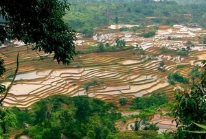 rice field