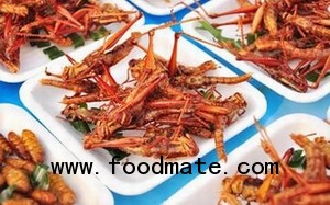 edible insects