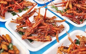 edible insects