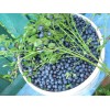 Bilberry P.E.