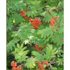 Schizandra berry P.E.