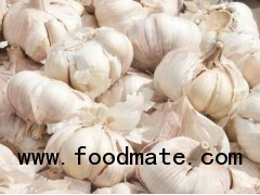 Garlic Extract