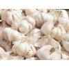 Garlic Extract