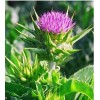 Milk Thistle P.E.