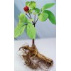 Panax Ginseng P.E.