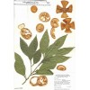 Citrus aurantium P.E.