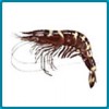 Raw Black Tiger Shrimp (Shellon)