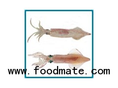 Squid (Loligo Duvaucelii) /Semi needle Squid ( Doryteuthiis Sibogae)