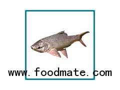 Indian Carp