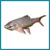 Indian Carp