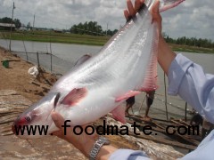 Pangasius Hypophthalmus