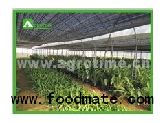 multi span film greenhouse