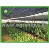 multi span film greenhouse