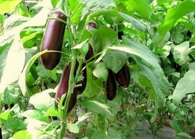 eggplants