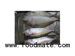 Indian Pacific Mackerel Whole round