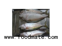 Indian Pacific Mackerel Whole round