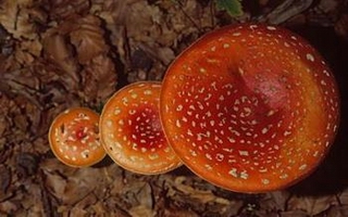 poisonous mushrooms