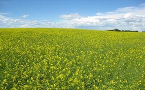 Canola