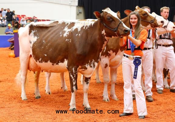 World Dairy Expo Girl Photo