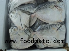 Vietnam Moonfish