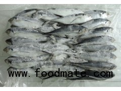 Horse Mackerel