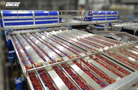 electronic cherries sorting system