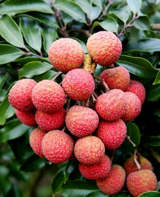 Asian fruit