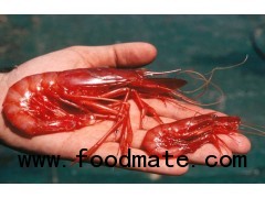 RED SEA SHRIMPS - All Varieties