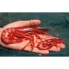 RED SEA SHRIMPS - All Varieties