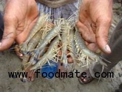 Fresh water shrimps Bangladesh
