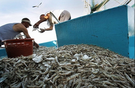 shrimper