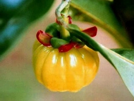 Garcinia cambogia