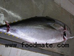 yellowfin tuna WR