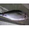 yellowfin tuna WR