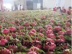 Fresh Dragon Fruit