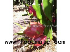 Fresh Dragon Fruit