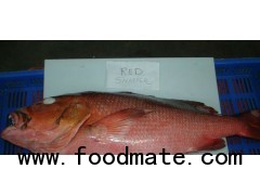 Red Snapper Whole Round