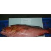 Red Snapper Whole Round