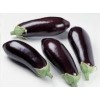 Aubergine