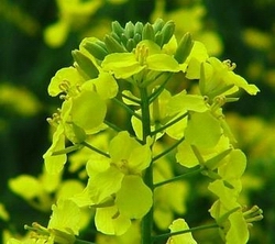 canola