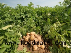 Sell many varieties Potatoes