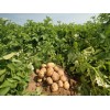 Sell many varieties Potatoes