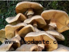 Armillaria mellea,honey mushroom
