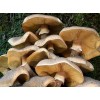 Armillaria mellea,honey mushroom