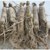 Ginseng,Panax ginseng, Asian ginseng