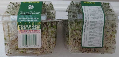 alfalfa sprouts